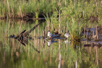 nesting place