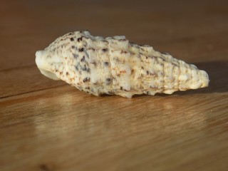 Shell on wooden table