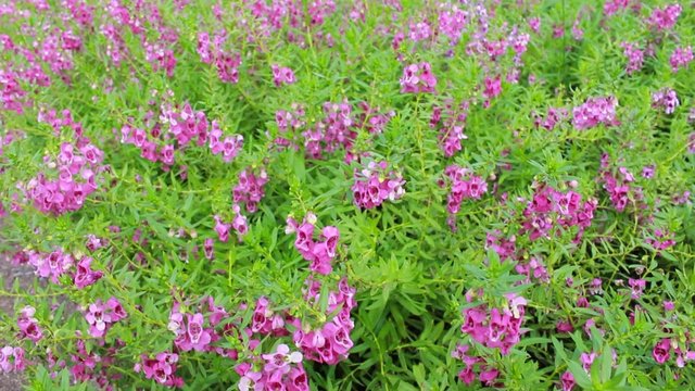 Purple flower, Angelonia goyazensis Benth garden