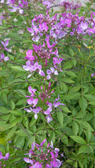 Fototapeta premium Spinnenblume - Cleome spinosa