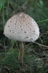 Parasol - Riesenschirmpilz