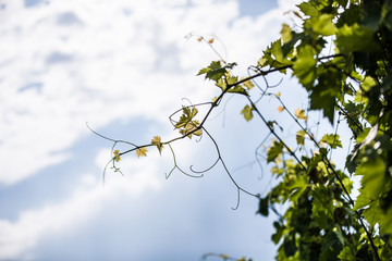 Weinstock bricht aus