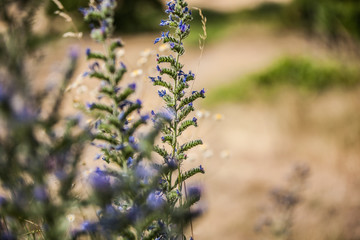 Blumen zusammenahlt