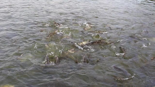 Java barb, Silver barb fish bustle eat feed in farm, Closeup scene