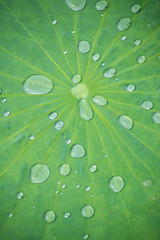 Lotus leaf with water drops effect green