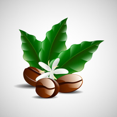 single coffee bean with leaf isolated on white background