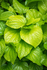 fresh Betel Leaf (Piper Betle)