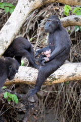the feamle with baby Crested black macacue, Macaca nigra, on the tree, Tangkoko National Park, Sulawesi, Indonesia
