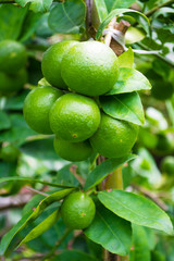 Lime green tree hanging from the branches itself