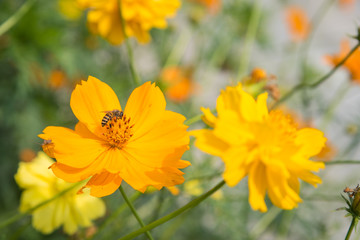  yellow casmos flowers with a bee.