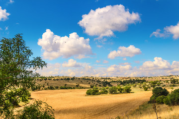 Fototapeta na wymiar RURAL LANDSCAPE SUMMER. Alta Murgia National Park: Cornfield topped by clouds..Apulia (ITALY)