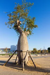 Crédence de cuisine en verre imprimé Baobab Arbre Baoba avec supports (Adansonia digitata)