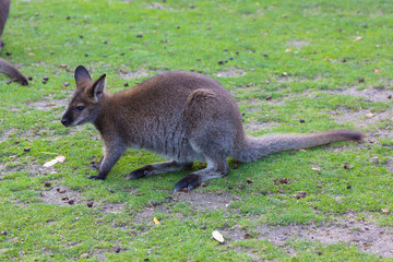 Wallaby de Bennet (Macropus rufogriseus) © james633