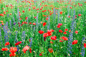  poppy flowers