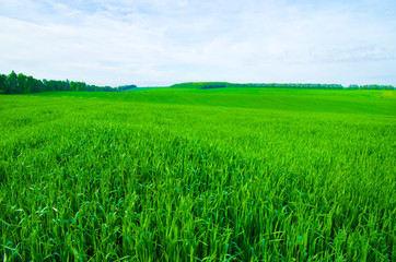 Field background