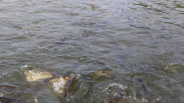 Java barb, Silver barb fish bustle eat feed in farm, Closeup scene
