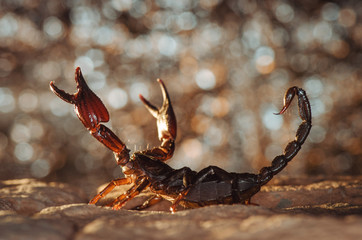 Scorpion protected. Russian nature