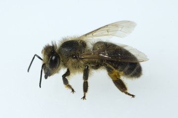 Biene; Apis; mellifera; Honigbiene; Insekt