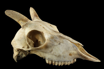 Skull of wild sheep lateral view isolated on a black background. Small horns. Focus on full depth.