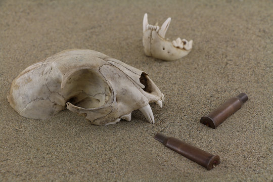 Skull of bobcat (lynx) is half-buried in sand. A bottom jaw separated out and partly buried. Old   bullet casings (sleeves) are scattered around. Focus on skull.