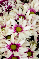 White Daisies with violet centered petal 