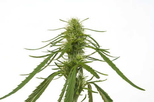 Hanfbluete, weiblich, hanf, cannabis, indica,