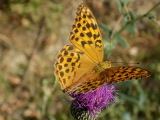 Butterfly on thistle flower