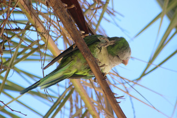 Fototapeta premium Monk Parakeet in Barcelona