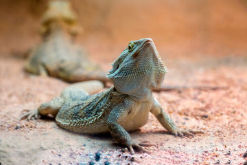 Bearded Dragon