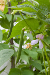 black beans plant