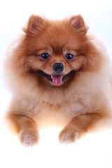 brown pomeranian dog isolated on white background