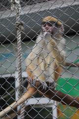 monkey