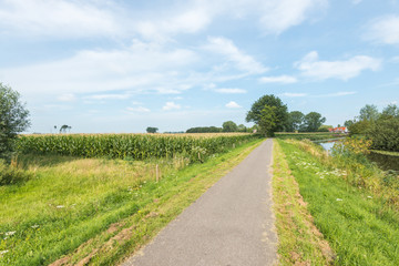 Fototapeta na wymiar Road along a creek and a field with silage maize