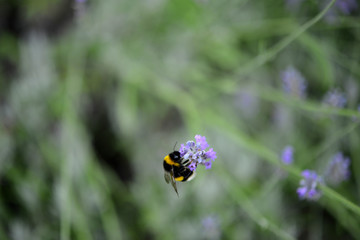 Lavendel