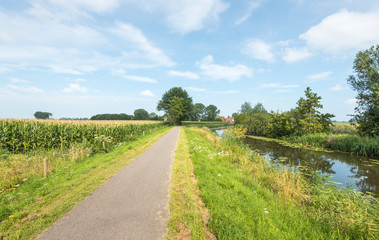 Road along a narrow creek in the summer season