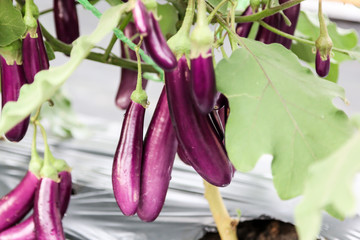 Eggplant fruits © deaw59