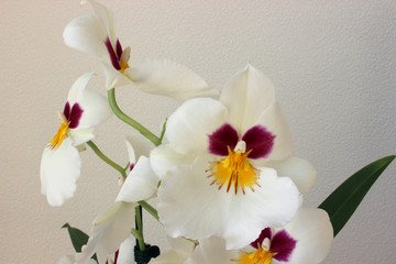 white orchid