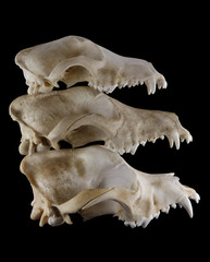 Three skulls of purebred dogs (Foxterrier, Doberman and  St. Bernard) disposed in pyramid  (by size) or stack.  Lateral view isolated on a black background. Focus on full depth.