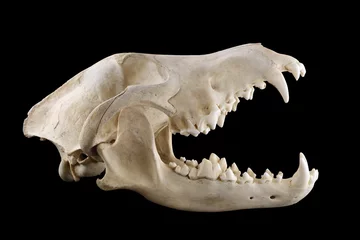 Washable wall murals Wolf Skull of wild grey wolf  lateral view isolated on a black background. Almost fully opened mouth. Focus on full depth. 