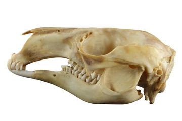 Crâne de kangourou vue latérale isolé sur fond blanc. Bouche fermée. Concentrez-vous sur toute la profondeur.