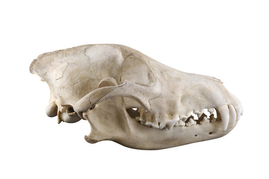 Fototapeta Skull of wild grey wolf  lateral view isolated on a white background. Closed mouth. Focus on full depth. 