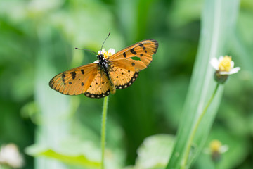 Butterfly sucking nectar from flowers.