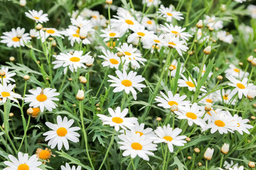 Fototapeta premium White daisy
