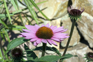 Roter Sonnenhut; Echinacea; purpurea