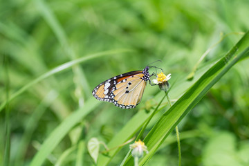 Butterfly sucking nectar from flowers.