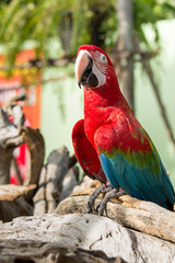 Red macaw