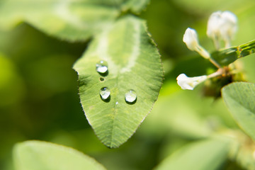 Капельки после дождя. Droplets after rain       