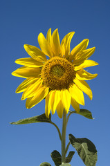 Naklejka premium Sonnenblume; Helianthus; annuus;