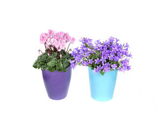 Pink cyclamen and bluebells in a flower pot 