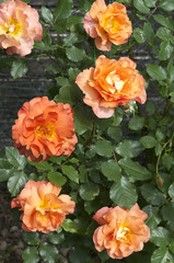 Westerland, Strauchrose,